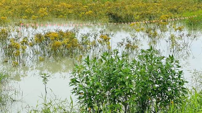 澄清湖像沼泽，苏致荣接获陈情，反应给水公司后，10天内将清淤。（苏致荣提供）