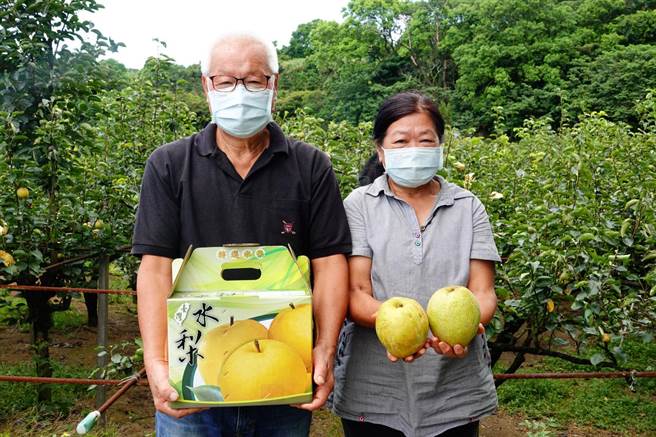 果园目前由蔡兴夫妇负责栽种管理。（新北市农业局提供）