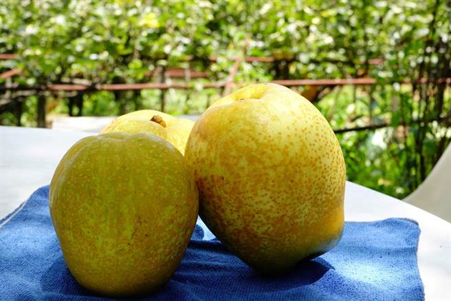 三芝蜜雪梨大颗多汁。（新北市农业局提供）