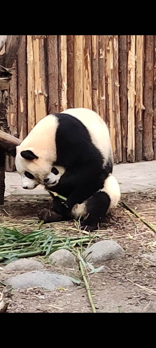 熊猫妈妈和牠的熊猫宝宝吃完早餐后的亲子时光。(图／旺旺中时文化传媒提供)
