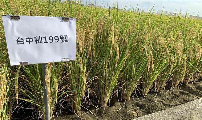 台中区农改场发表最新的台中籼199号新品米种，本月初才正式通过命名审查，未来将先在北彰化产区试作、推广。（台中农改场提供／谢琼云彰化传真）