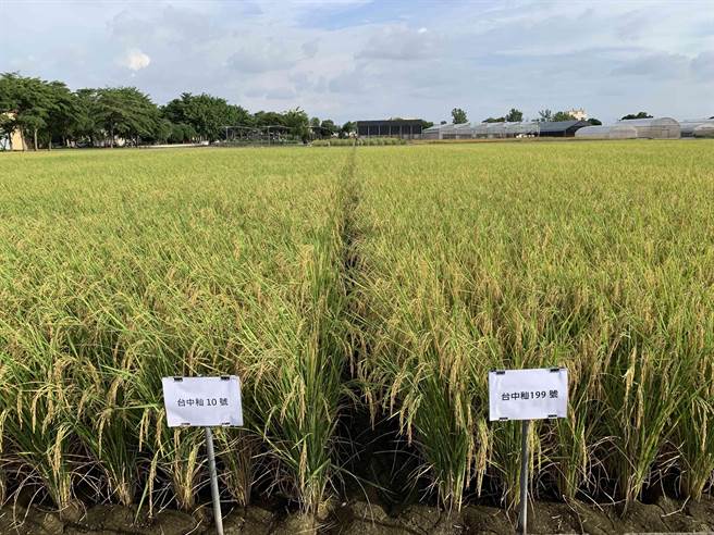 台中区农改场发表最新的台中籼199号新品米种，本月初才正式通过命名审查，未来将先在北彰化产区试作、推广。（台中农改场提供／谢琼云彰化传真）