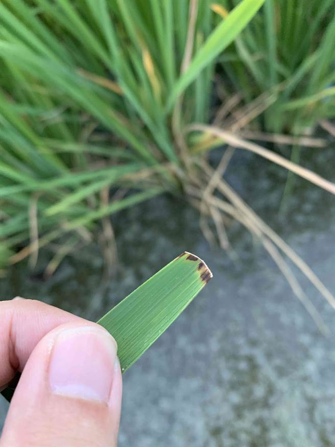 台中籼199号稻叶感染病菌后，伤口附近产生黑色保护层以阻绝病菌扩散，此过敏反应在国际上多数具白叶枯病抗性的水稻品种极普遍，证实台中籼199号在基因层面与生理层面都具显着抗病力。（台中农改场提供／谢琼云彰化传真）