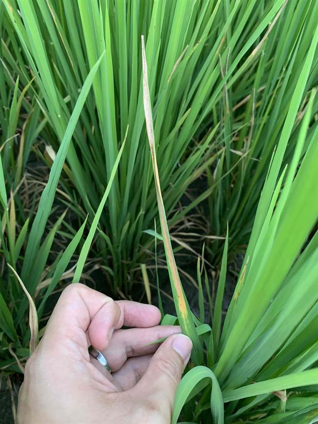 台中籼199号稻叶感染病菌后，伤口附近产生黑色保护层以阻绝病菌扩散，此过敏反应在国际上多数具白叶枯病抗性的水稻品种极普遍，证实台中籼199号在基因层面与生理层面都具显着抗病力。（台中农改场提供／谢琼云彰化传真）