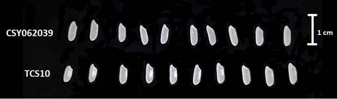 台中籼199号（上排）新品种，与台中籼10号（下排）相比较，米粒更为晶莹剔透，米心几无腹白。（台中农改场提供／谢琼云彰化传真）