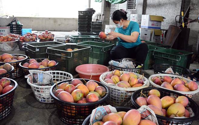 枋山芒果遭不肖业者以一页式广告在网路上企图鱼目混珠，让在地果农苦不堪言。（林和生摄）