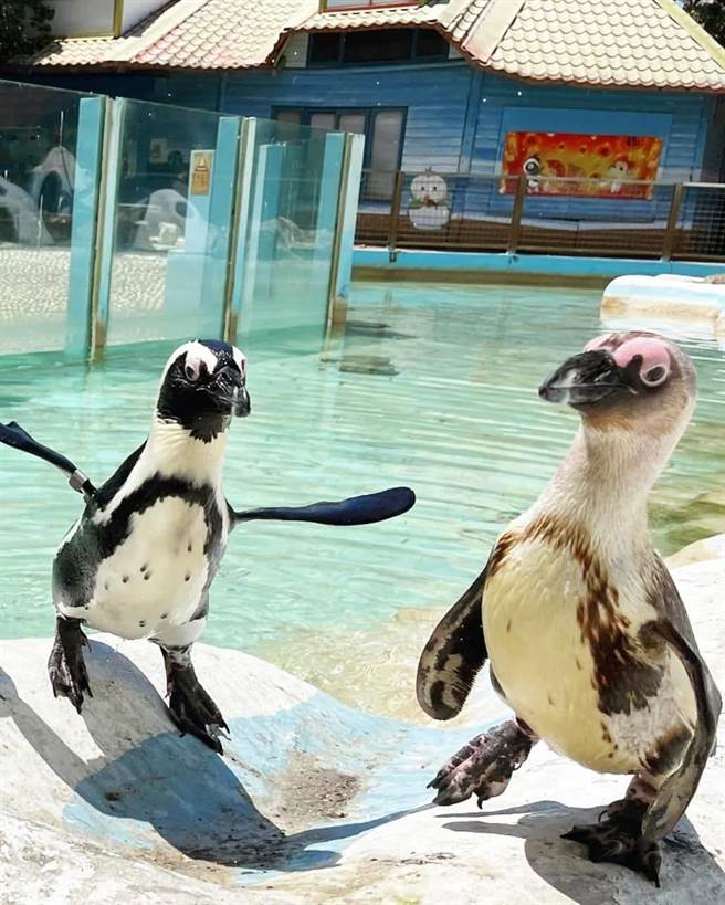 休园期间诞生的黑脚企鹅宝宝首次见客。（顽皮世界提供／刘秀芬台南传真）