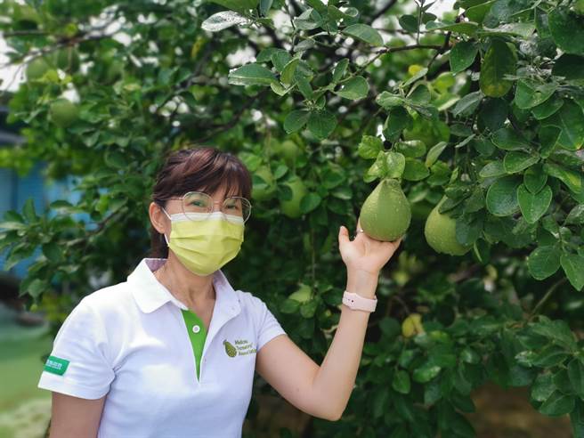 台南市麻豆区农会总干事孙慈敏鼓励柚农踊跃报名参加文旦大赛。（刘秀芬摄）