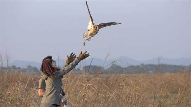 白心仪放飞草鸮 。（东森新闻提供）