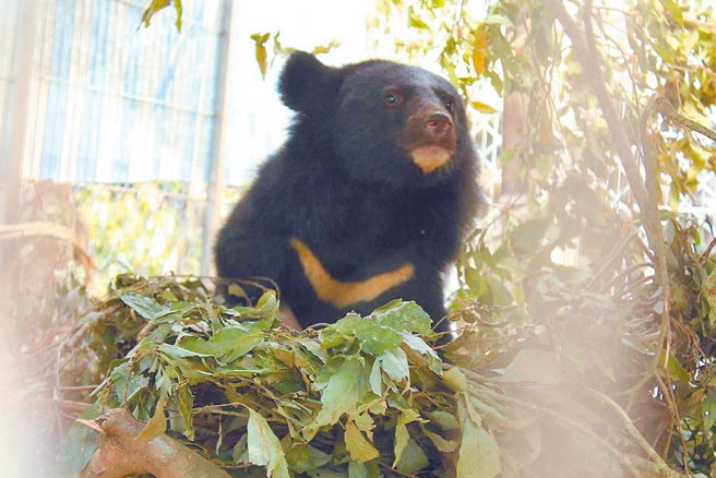 台東縣海端鄉廣原部落2年前發現的台灣黑熊Mulas野放迄今逾1年，林管處6月發送衛星指令解除追蹤項圈。圖為林管處照養時畫面。（台東林管處提供／蔡旻妤台東傳真）