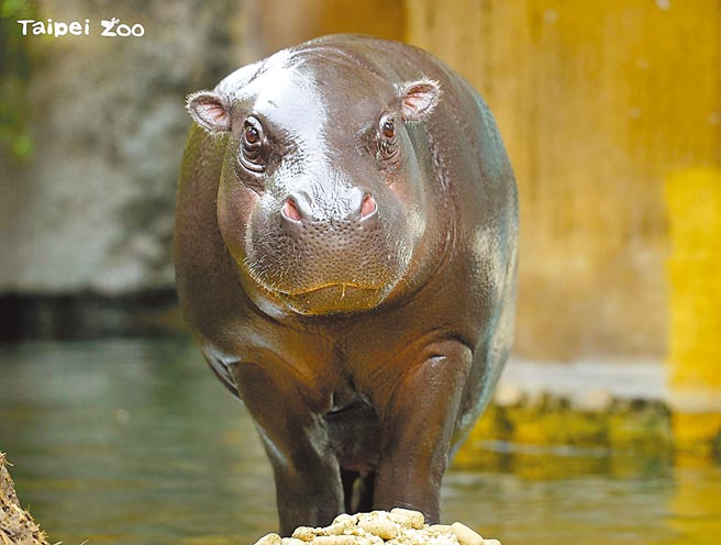 台北市立動物園2歲的侏儒河馬「秋祥」16日清晨順利抵達美國佛羅里達州的微風灣動物園做借殖計畫。（台北市立動物園提供／游念育台北傳真）
