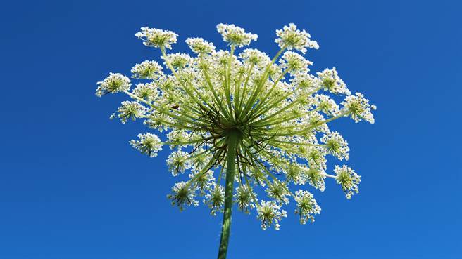 英国女童外出时因误触大豕草的毒液，造成她手部灼伤长满水泡。（图／shutterstock）