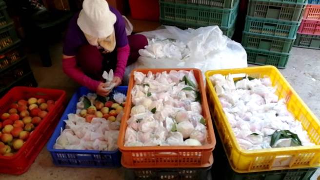 ▲今年拉拉山水蜜桃大豐收，雖因疫情影響遊客限制入山，現場銷售狀況不佳，但網路訂購宅配卻意外大爆單，農民直呼「疫情中的奇蹟」。（蕭靈璽翻攝）