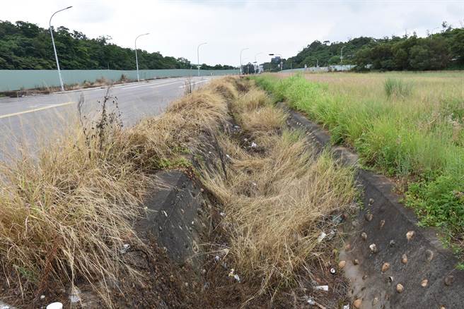 三义农林公司工商综合开发区遭人喷洒除草剂，路旁杂草全已枯黄黑死。（谢明俊摄）