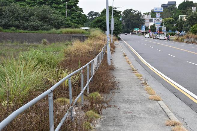 三义农林公司工商综合开发区长约半公里道路两侧遭人喷洒除草剂，路旁杂草全已枯黄黑死。（谢明俊摄）