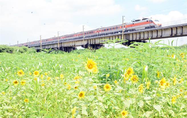 高屏溪河濱公園旁向日葵盛開，還有火車緩緩經過，吸引民眾目光。（林和生攝）