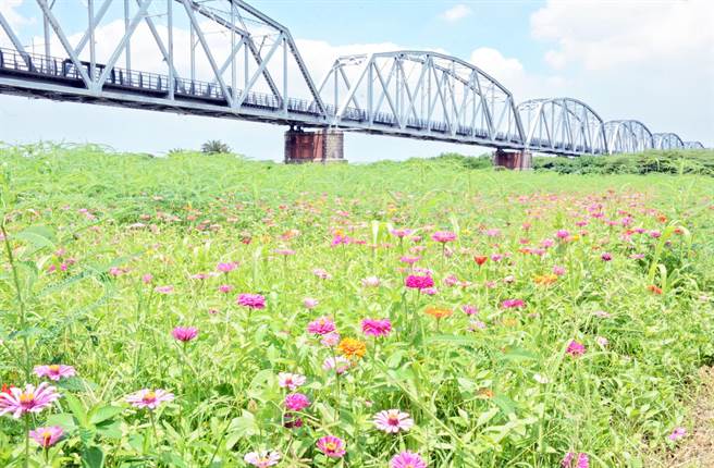 高屏河濱公園附近居民撒種種植波斯菊，搭配舊鐵橋，景色宜人。（林和生攝）