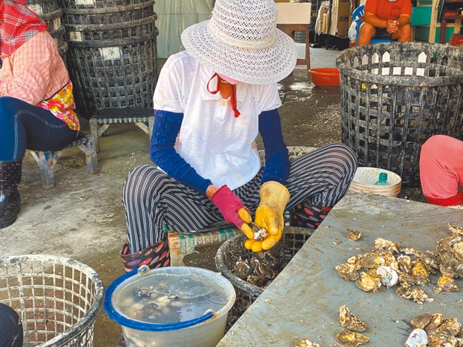 目前正值嘉义县东石、布袋蚵仔产季，蚵仔肥美，剖蚵工人将蚵从壳中取出。（张亦惠摄）