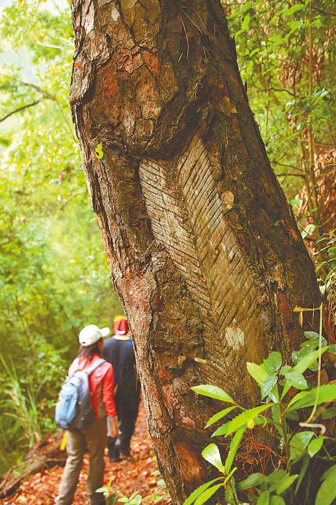 德芙兰步道地处台8线旁，是和平区松鹤部落的后山，步行约3小时。（东势林管处提供／陈淑娥台中传真）