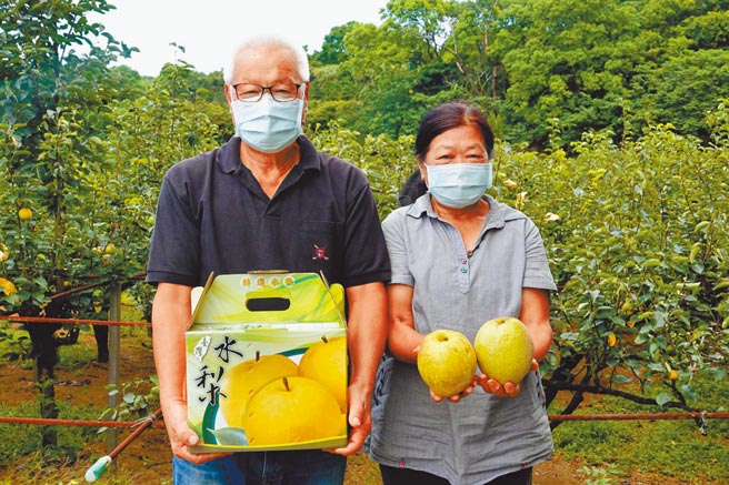 蔡兴夫妻展示自家生产的蜜雪梨礼盒。（新北市府提供／陈慰慈新北传真）