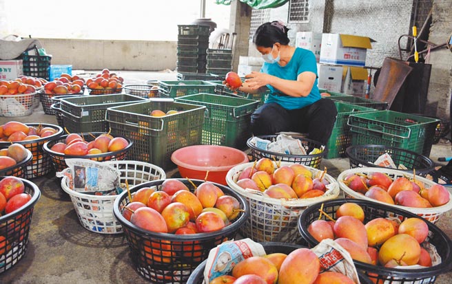 枋山芒果遭不肖业者以一页式广告在网路上鱼目混珠，让在地的果农苦不堪言。（林和生摄）