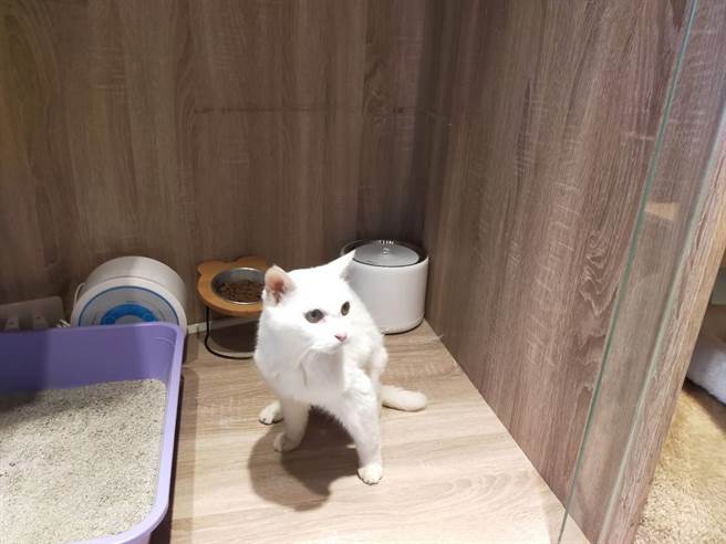 确诊饲主过世，托梦女儿找到在宠物旅馆安置的23岁猫瑞。(新北市动保处提供)