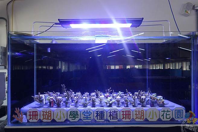 珊瑚小学堂种植珊瑚小花园（图片/新北市政府渔业处提供）
