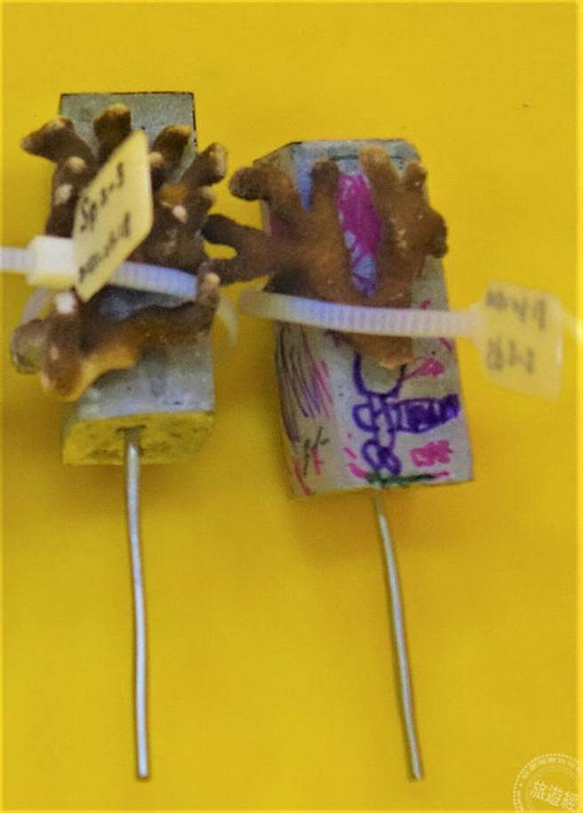 珊瑚养殖人员将珊瑚绑在学员寄回的珊瑚基座上 （图片/新北市政府渔业处提供）