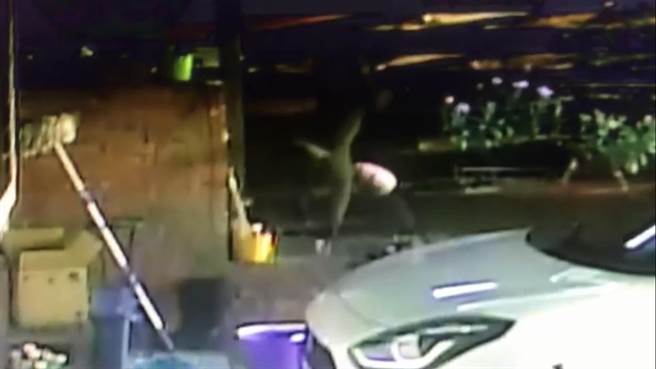 猴子要翻墙逃离时南瓜掉落。（黄锡墉提供／李忠一宜兰传真）