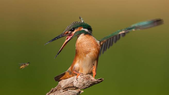 一隻大鴿子從暗不見天日的排水管深處，朝著小翠鳥的方向緩緩走出來，小翠鳥「嚇到模糊」的模樣被網友精準捕捉下來。（示意圖／達志影像）