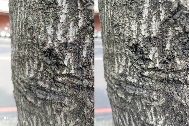 Redmi Note 10 5G（左）与iPhone 12 Pro的日间拍摄对比-微距。（黄慧雯摄）