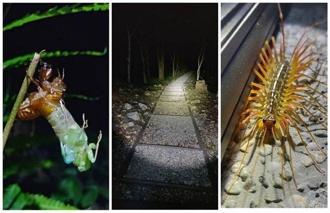 八仙山线上生态探索趣。(图/林务局东势林区管理处提供)