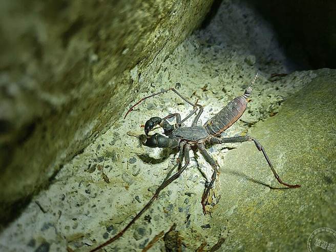 透过直播也能近距离观察生物(图片：林务局东势林区管理处提供 )