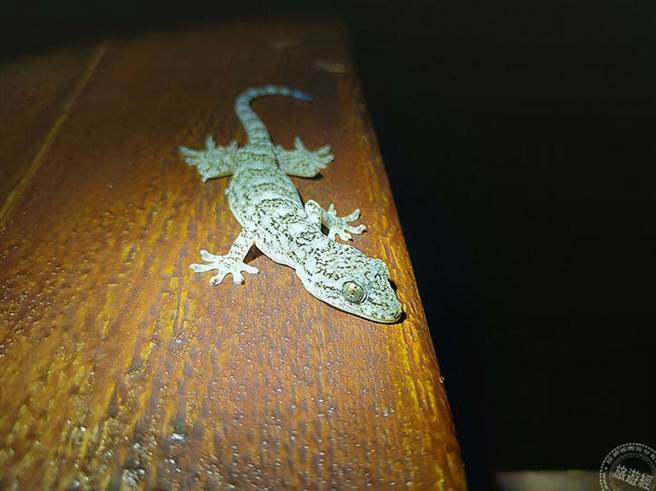 与蜥蜴大眼瞪小眼(图片：林务局东势林区管理处提供 )