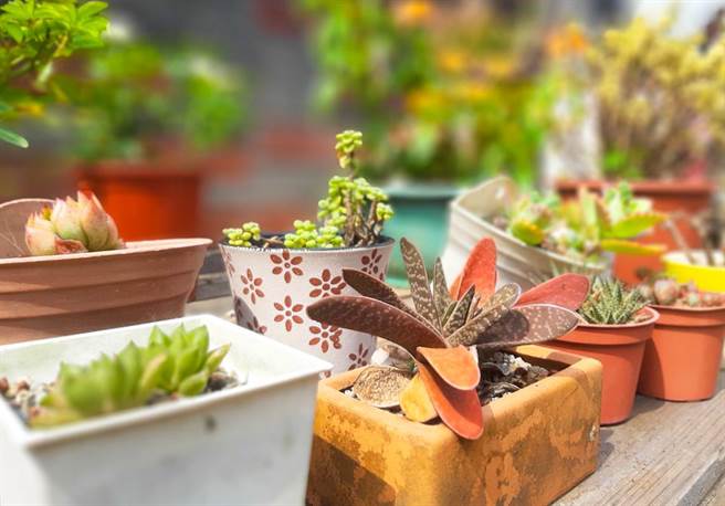 种植植栽不仅可以培养兴趣也可以让心情变好（林口区公所提供／戴上容新北传真）