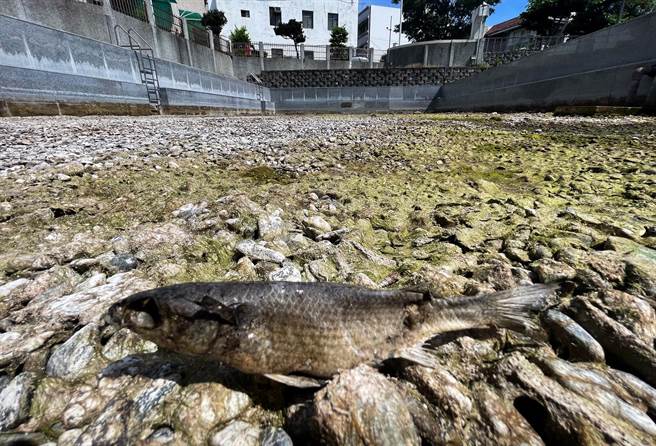 台东市涌泉运动公园的小池完全乾涸，只剩来不及逃走的鱼晒成乾。（庄哲权摄）