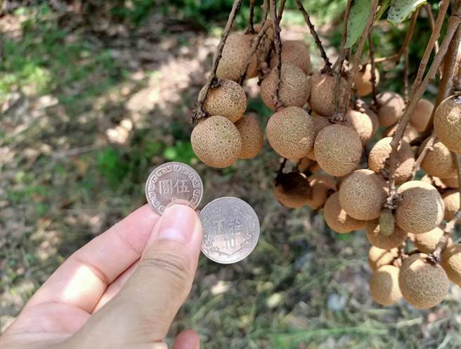 台南市东山区龙眼採收期将至，果实却只有5元硬币大小。（张毓翎摄）