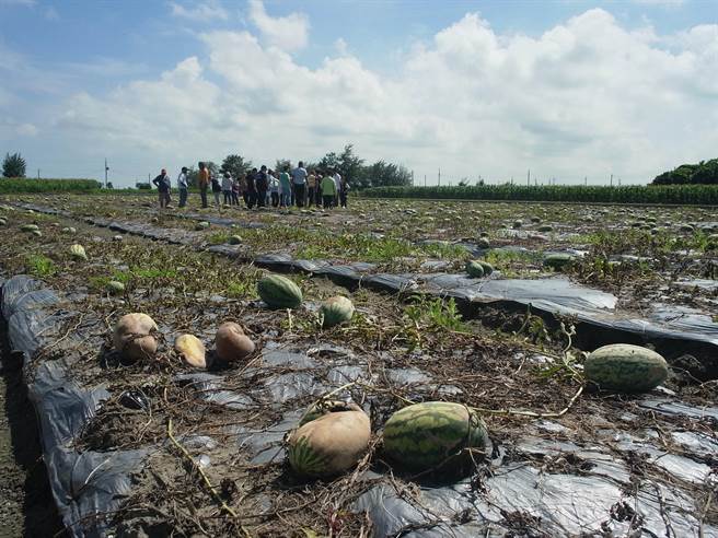 云林县政府开办西瓜保险，补助10％保险费。（本报资料照片）