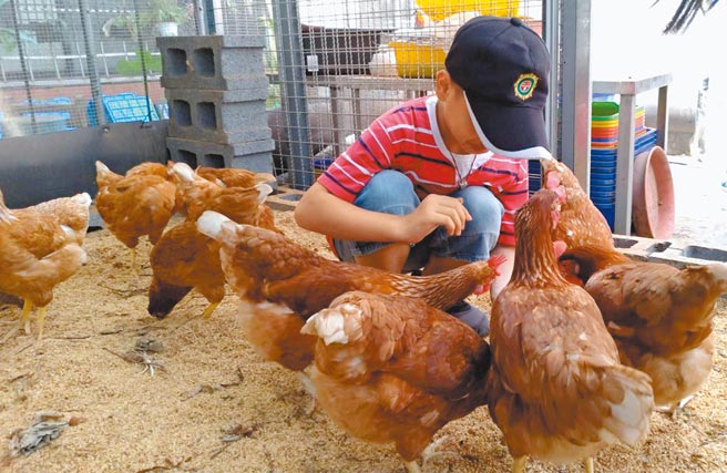吉庆国小拿厨余来喂黑水虻，再以黑水虻来喂蛋鸡。（新北市教育局提供／陈慰慈新北传真）