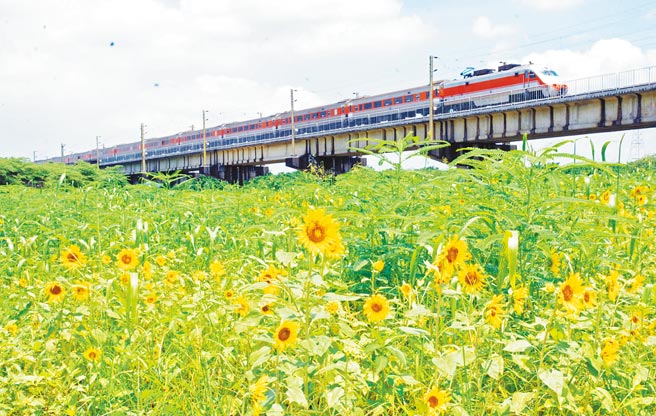 高屏溪河滨公园旁向日葵盛开，还有火车缓缓经过，吸引民眾目光。（林和生摄）