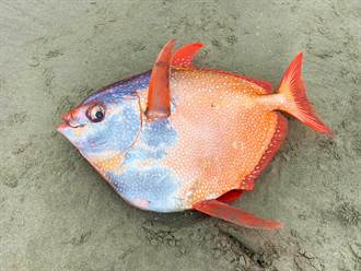 氣候變遷異象？美海灘驚現45公斤巨大怪魚