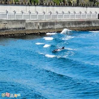 瓶鼻海豚落單 闖入花蓮港1天後又消失