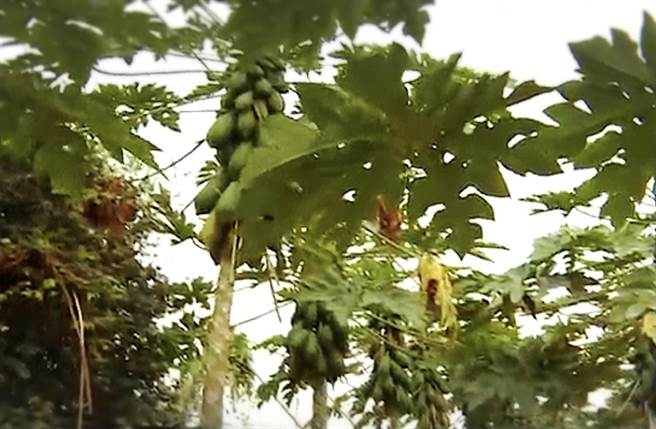 马涤凡》九岁女童跌入化粪池的惊险往事。（爱传媒提供）