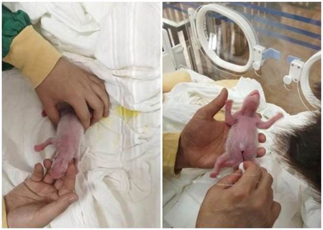 熊猫苏珊二子（右图）和珍珍二子（左图）。(东网)