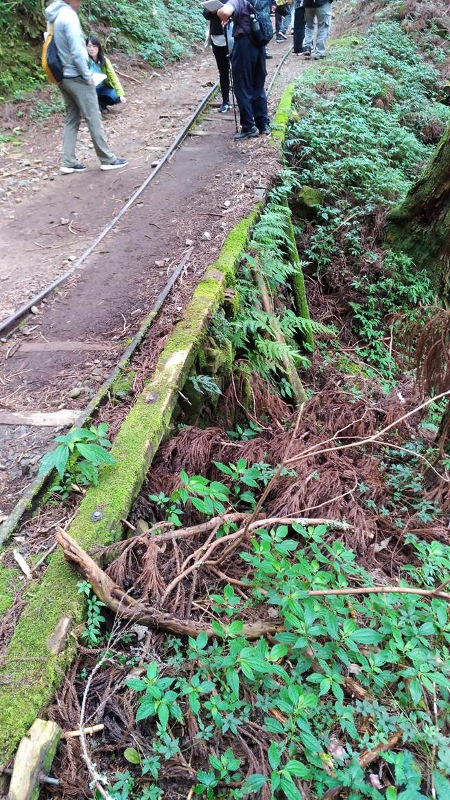 特富野古道路堤下陷情形。（嘉义林管处提供∕吕妍庭嘉义传真）