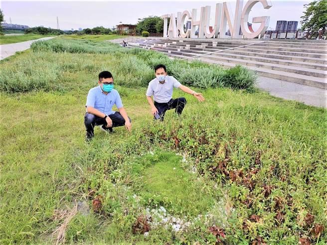台中市議員張耀員到「筏子溪迎賓廊道」，實地勘查，雜草及小花蔓藤叢生，如無人管理的河川廊道，要求市府固定派人巡查，維護城市門面意象。（盧金足攝）