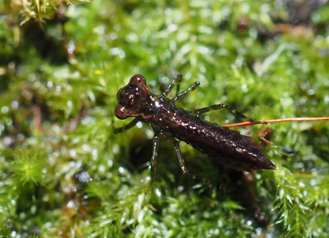 小型的微刺晏蜓水虿在苔藓上行走。（兴大提供／陈淑芬台中传真）