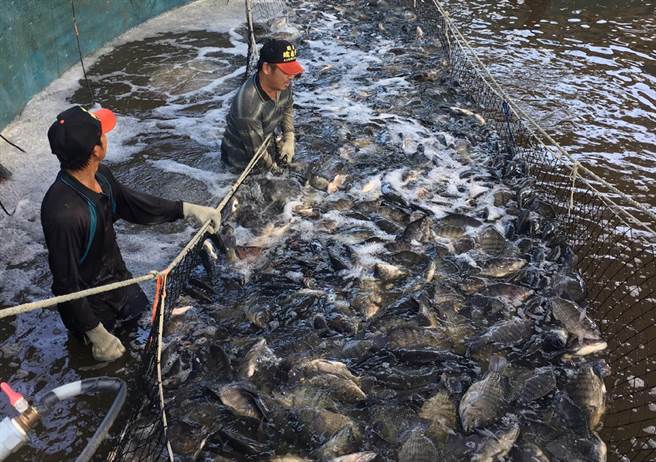 烟花颱风逼近云林沿海降雨，台湾鲷养殖业者加强防颱严阵以待。（读者提供／张朝欣云林传真）