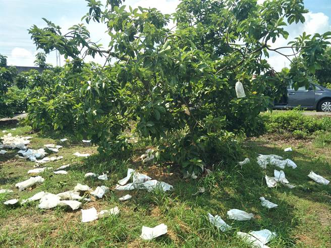 豪雨造成台南市酪梨植株落果，农委会公告台南市为天然灾害救助及低利贷款地区。（台南市农业局提供／刘秀芬台南传真）