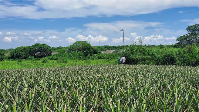 屏科大与远雄人寿以一只只萌翻的猫头鹰和老鹰作为主打、共同推出「守护亿只鸮」环境生态復育计画，在高树乡设立数个生态復育基地。（屏科大提供／谢佳潾屏东传真）